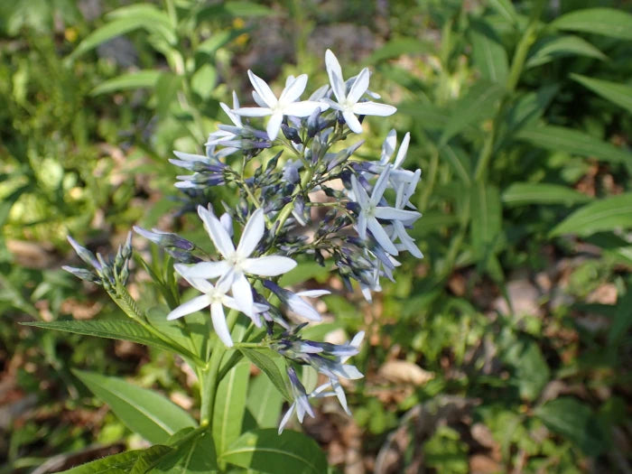 Tähtituikki (Amsonia tabernaemontana) - Photo by John P Friel via easyscape, CC BY-SA 4.0