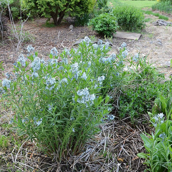 Tähtituikki (Amsonia tabernaemontana) - Photo by F. D. Richards via wikipedia, CC BY-SA 2.0