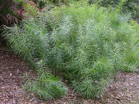Sinituikki (Amsonia hubrichtii) - Photo by Derek Ramsey (Ram-Man) via wikipedia, CC BY-SA 2.5