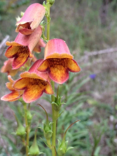 Hämysormustinkukka 'Sunset' (Digitalis obscura 'Sunset') - Photo by nick_goldwater via easyscape, CC BY-SA 4.0