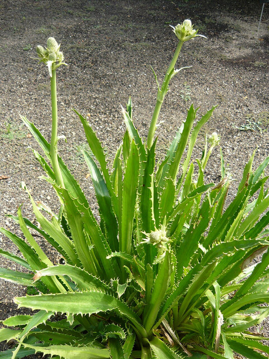 Eryngium agavifolium - Photo by Cillas, CC BY 4.0