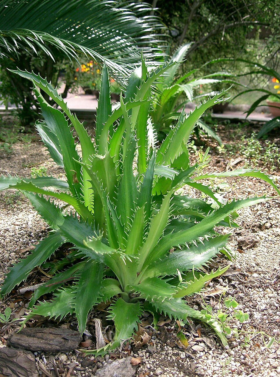 Eryngium agavifolium - Photo by KENPEI, CC BY 3.0
