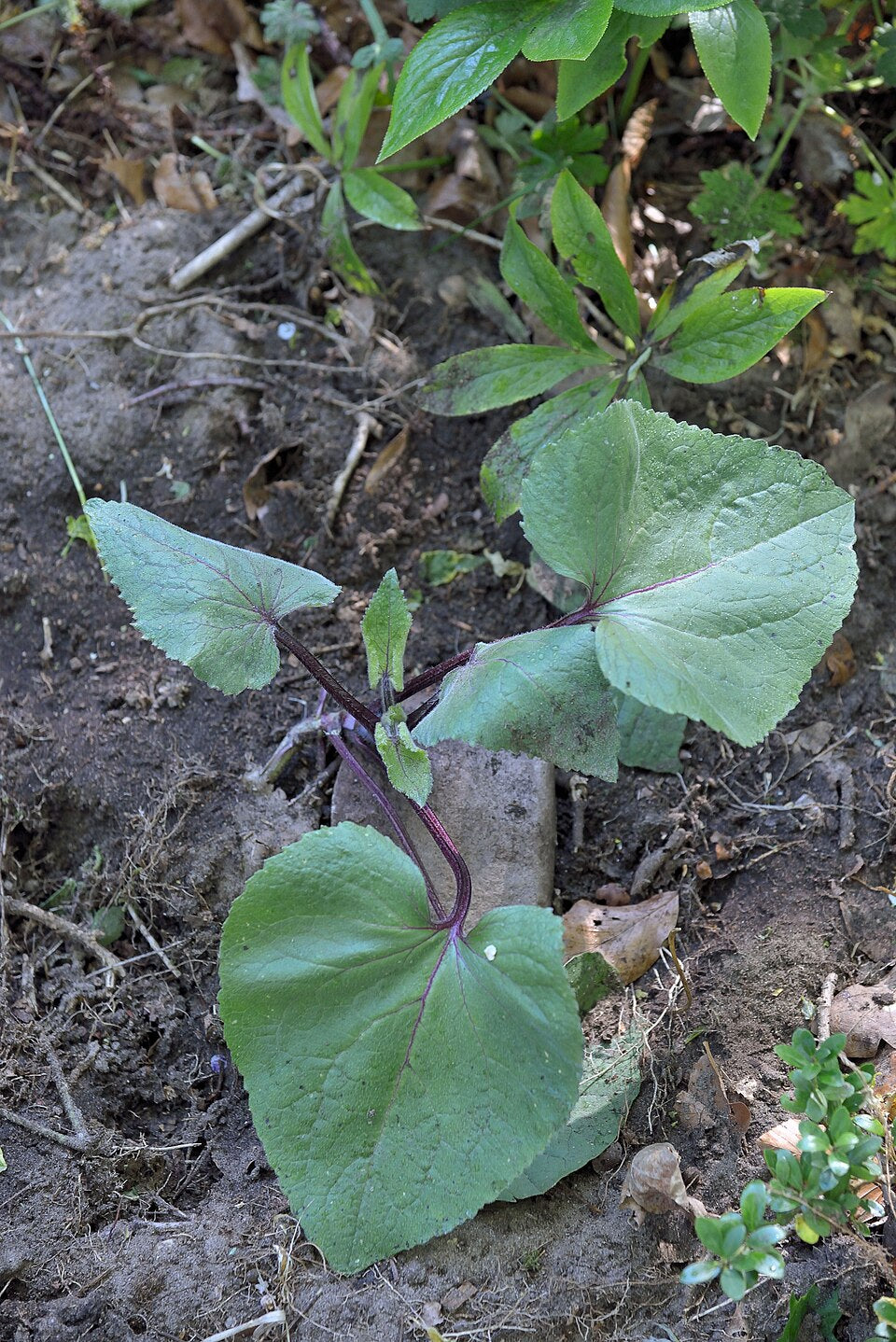 Kesäkuuruoho 'Chedglow' (Lunaria annua 'Chedglow') - Photo by Rasbak via wikipedia, CC BY-SA 3.0