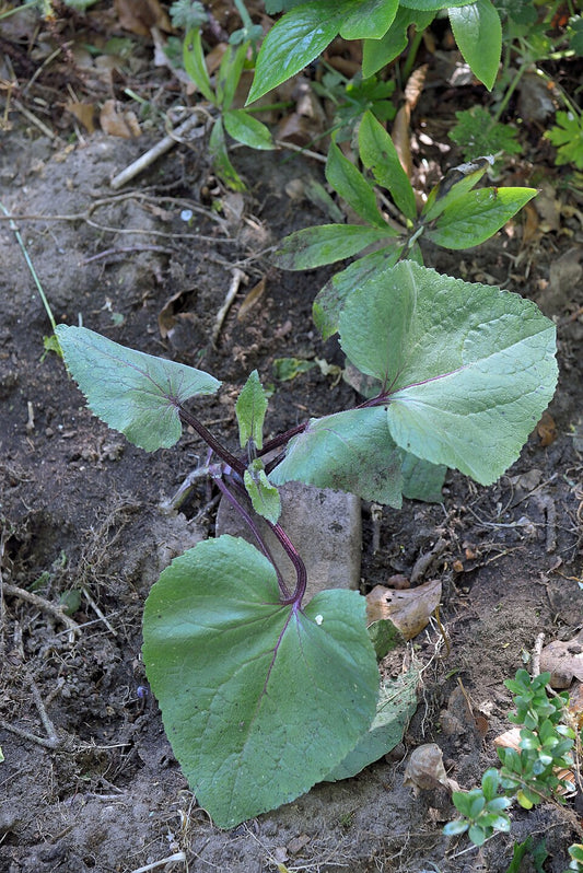 Kesäkuuruoho 'Chedglow' (Lunaria annua 'Chedglow') - Photo by Rasbak via wikipedia, CC BY-SA 3.0