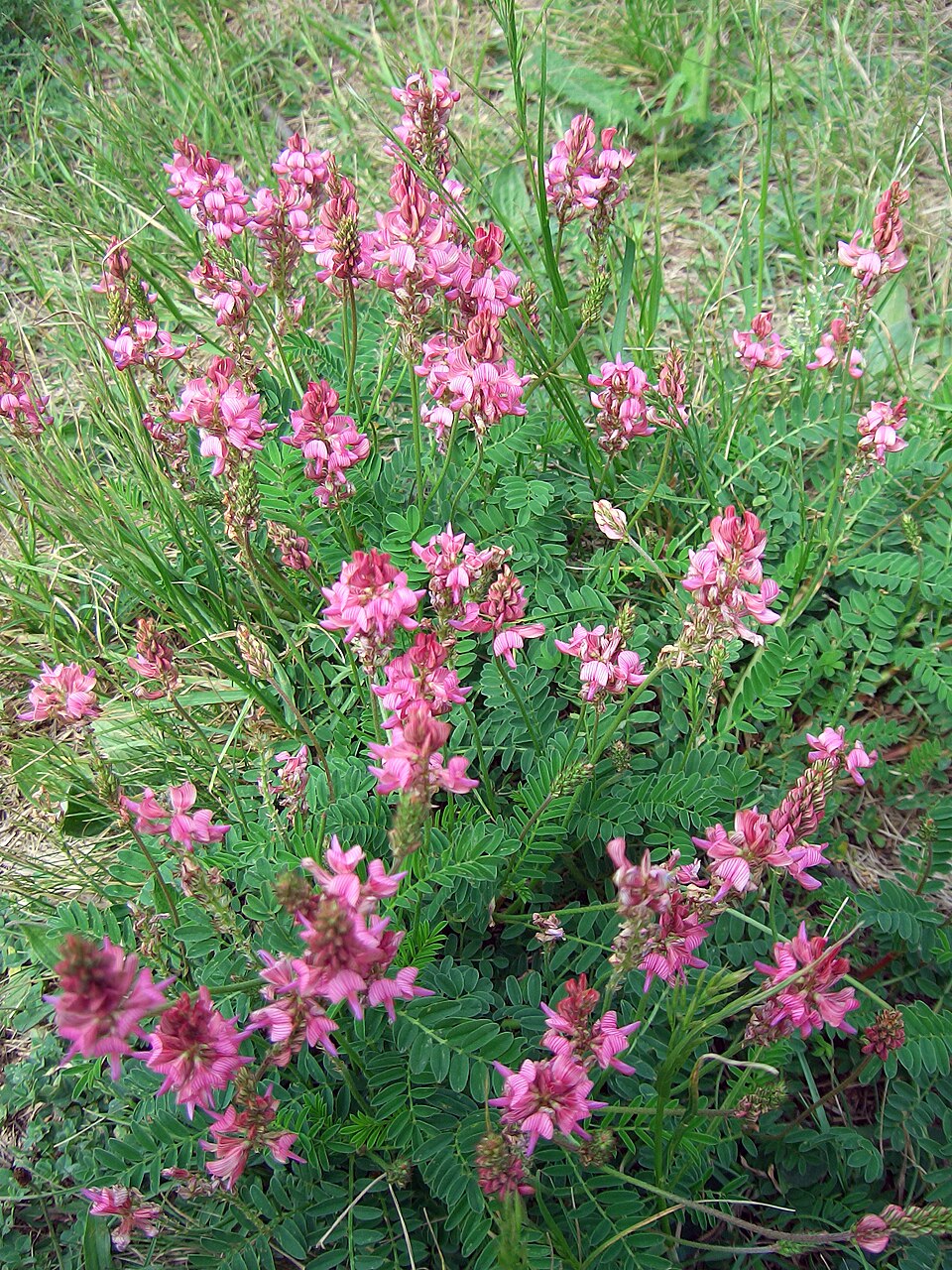 Esparsetti (Onobrychis viciifolia)- Photo by Mars 2002 via Wikipedia, CC BY-SA 3.0