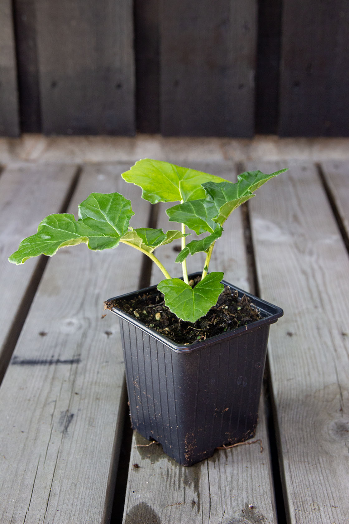 Kreikanakantti (Acanthus mollis)- Photo by Verso Verde, All Rights Reserved