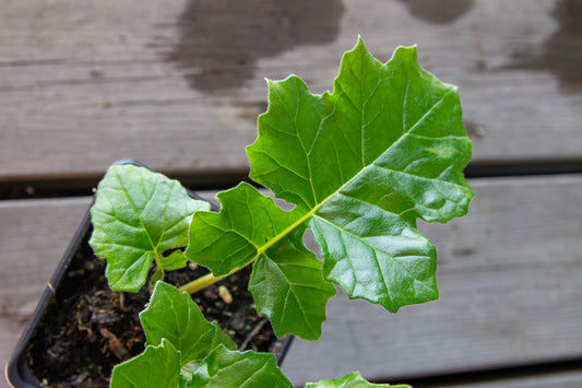 Kreikanakantti (Acanthus mollis)- Photo by Verso Verde, All Rights Reserved