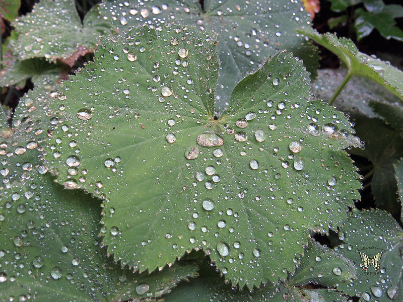 Jättipoimulehti (Alchemilla mollis) - Photo by Swallowtail Garden Seeds via flickr, CC BY-SA 2.0