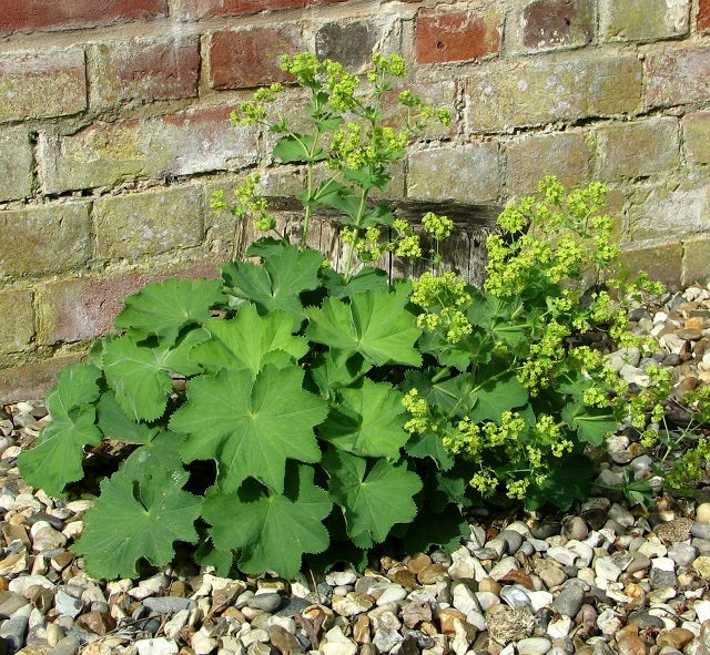 Jättipoimulehti (Alchemilla mollis) - Photo by Evelyn Simak via geograph, CC BY-SA 2.0