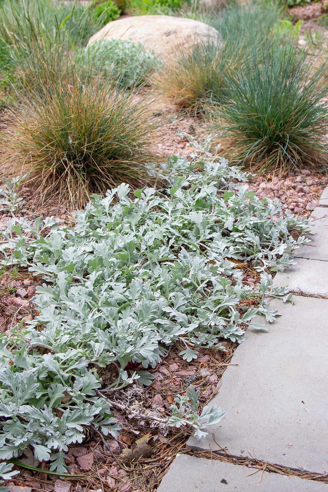 Artemisia sterreliana- Photo by Verso Verde, All Rights Reserved