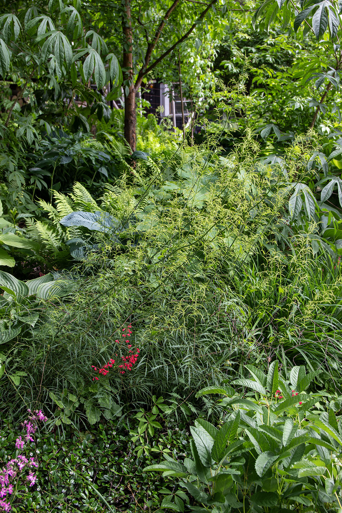 Hapsutöyhtöangervo (Aruncus dioicus 'Kneiffii')- Photo by Verso Verde, All Rights Reserved