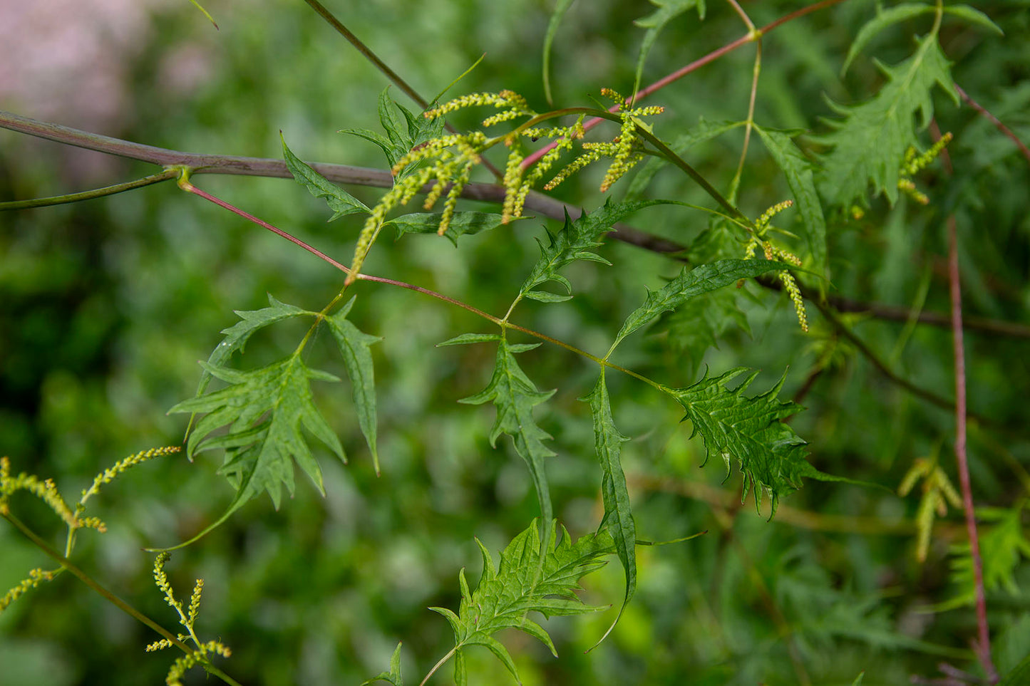Hapsutöyhtöangervo (Aruncus dioicus 'Kneiffii')- Photo by Verso Verde, All Rights Reserved