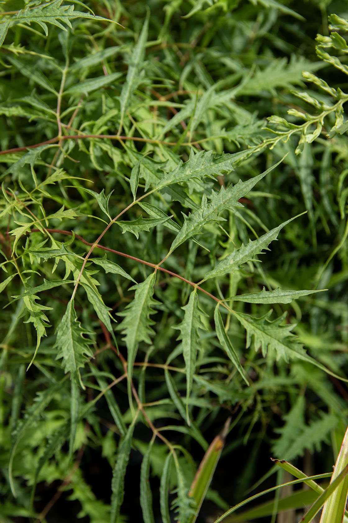 Hapsutöyhtöangervo (Aruncus dioicus 'Kneiffii')- Photo by Verso Verde, All Rights Reserved