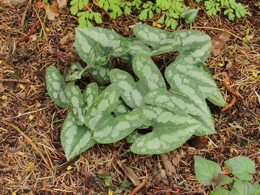 Asarum Splendens - Photo by Dominicus Johannes Bergsma, CC BY-SA 3.0