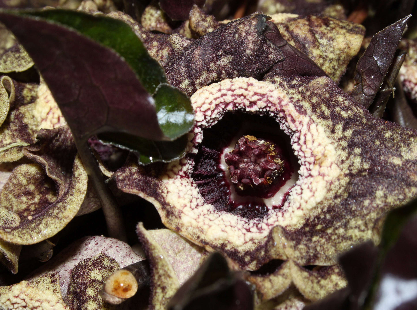 Asarum Splendens - Photo by Holger Krisp, Creative Commons Attribution 3.0