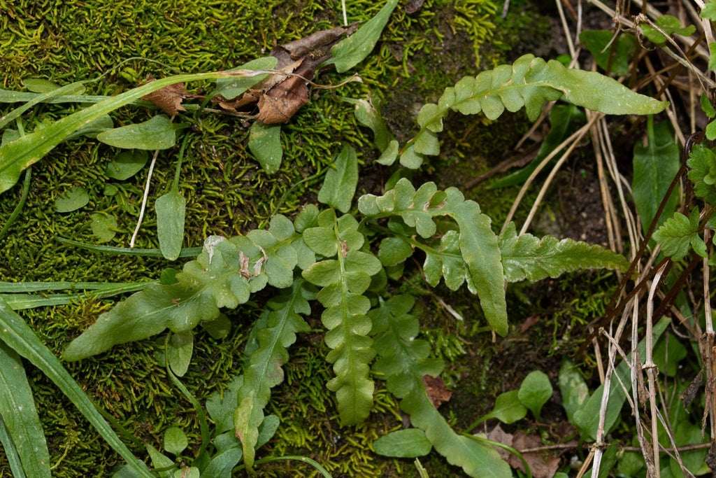 Asplenium Ebenoides - Photo by Nathan Aaron, CC BY 4.0