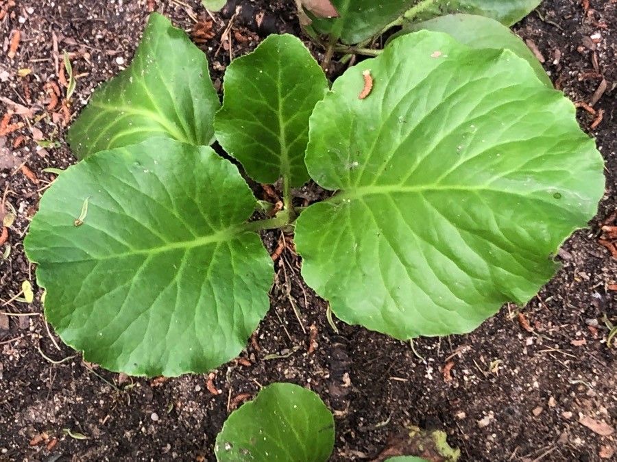 Bergenia Magic Giant - Photo by Diego Alex, CC BY-SA