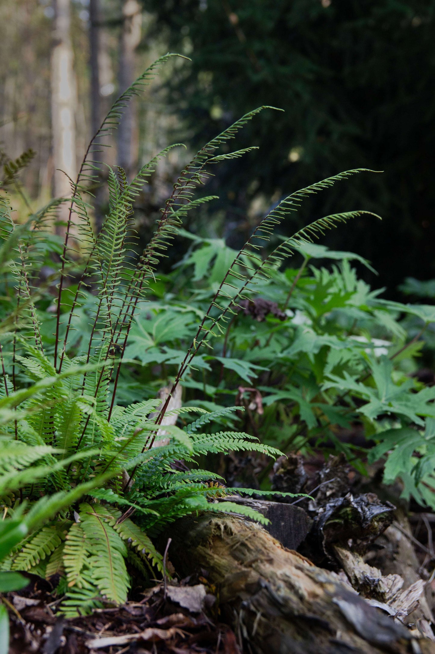 Blechnum Spicant - Photo by Verso Verde, All Rights Reserved