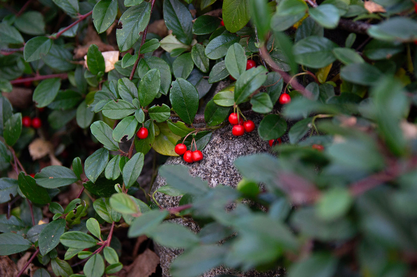 cotoneaster dammeri radicans- Photo by Verso Verde, All Rights Reserved