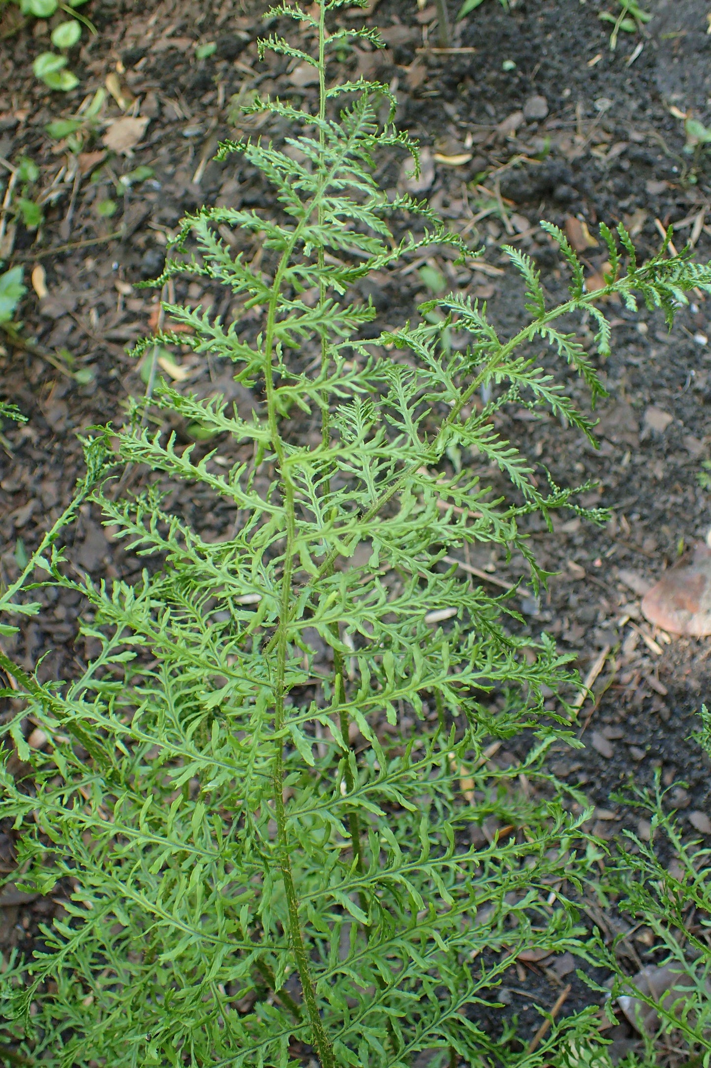Dryopteris Filix Mas Linearis Polydactyla - Photo by Krzysztof Ziarnek, Kenraiz, CC BY-SA 4.0