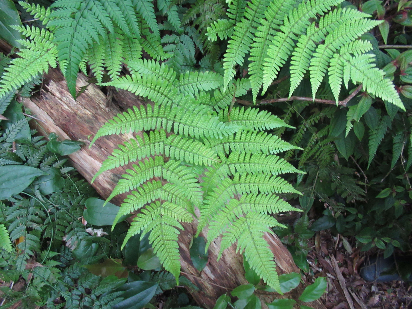 Dryopteris Koidzumiana - Photo by ゆうき315, CC BY-SA 4.0