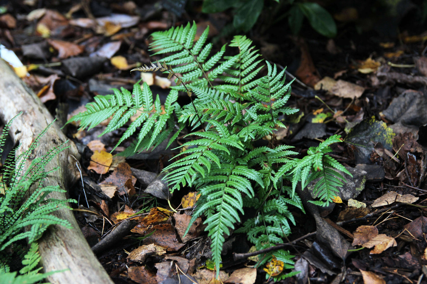 Dryopteris Lepidopoda - Photo by Verso Verde, All Rights Reserved