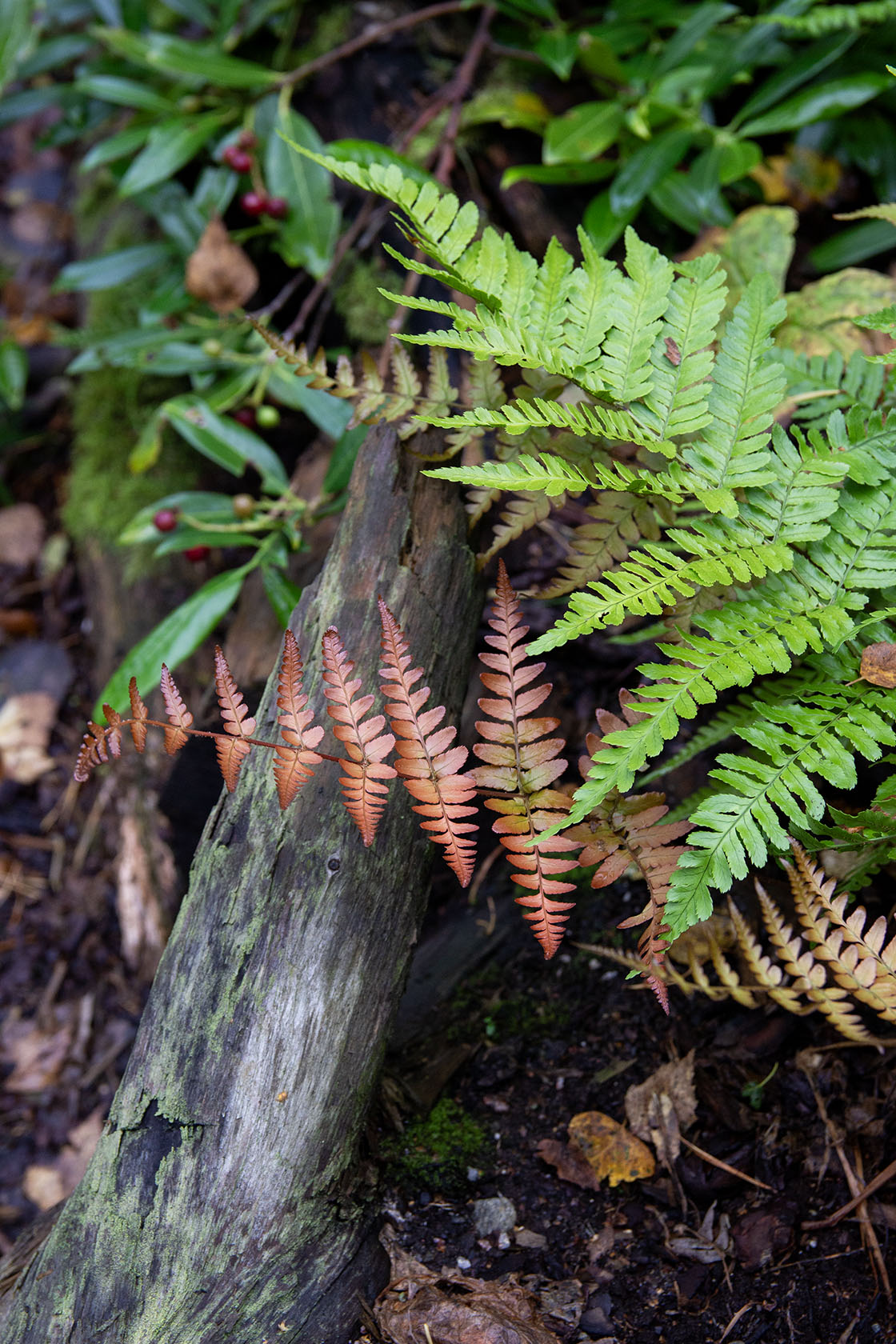 Dryopteris erythrosora- Photo by Verso Verde, All Rights Reserved