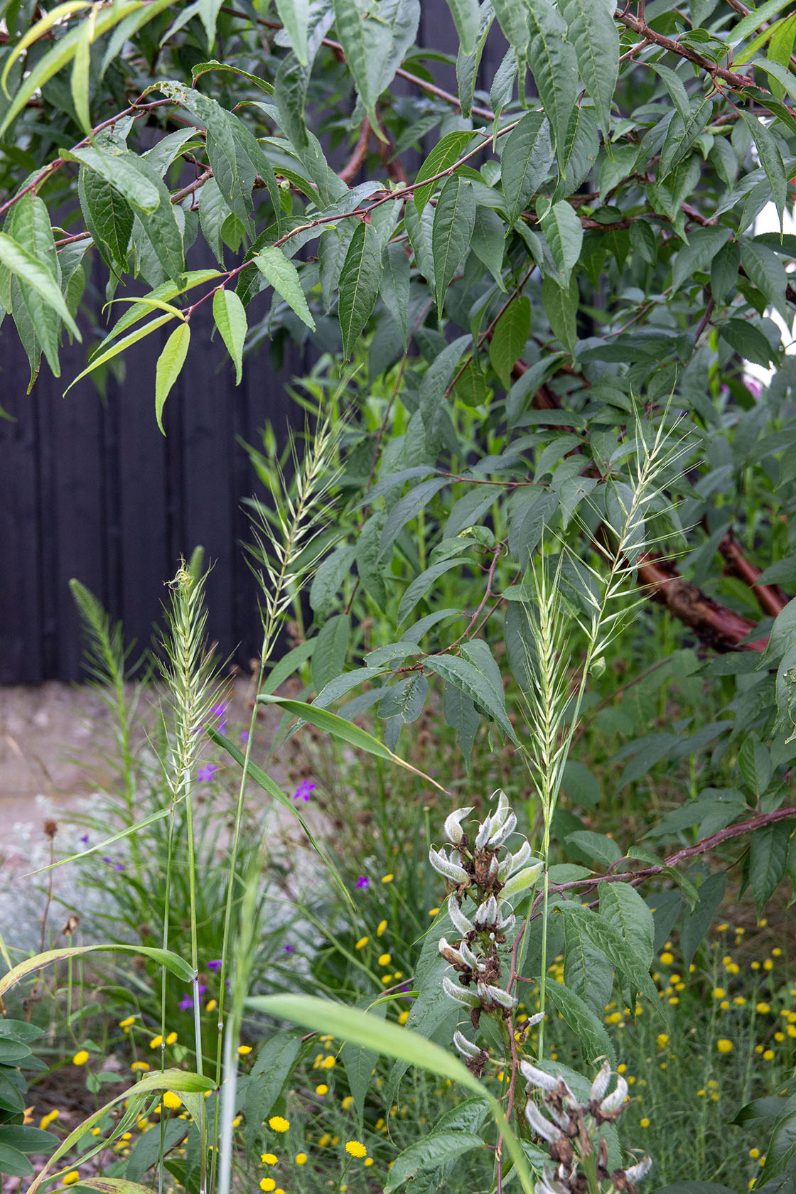 Harjavehniö (Elymus hystrix) - Photo by Verso Verde, All Rights Reserved