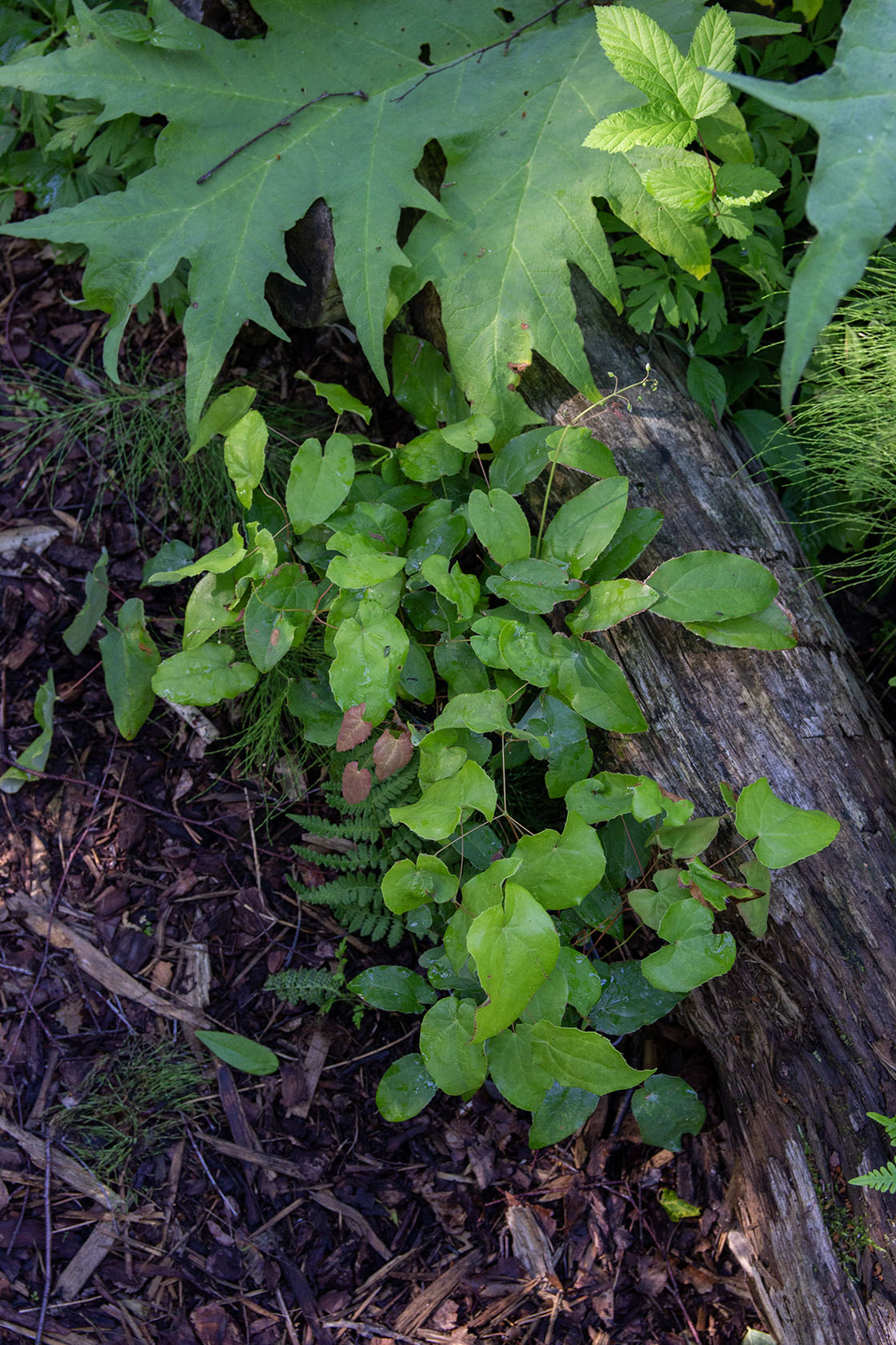 Varjohiippa 'Totnes Turbo' (Epimedium 'Totnes Turbo') - Photo by Verso Verde, All Rights Reserved