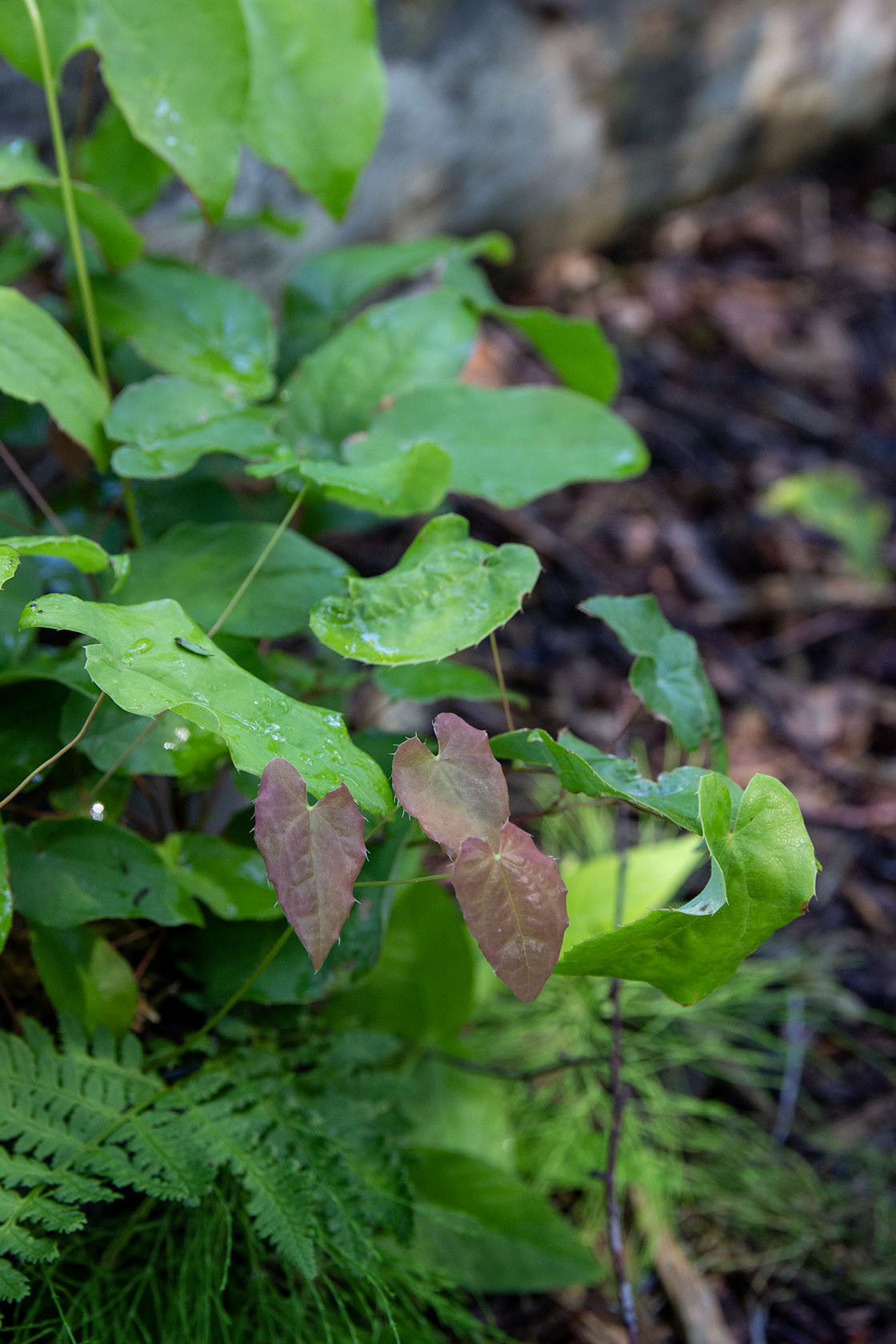 Varjohiippa 'Totnes Turbo' (Epimedium 'Totnes Turbo') - Photo by Verso Verde, All Rights Reserved