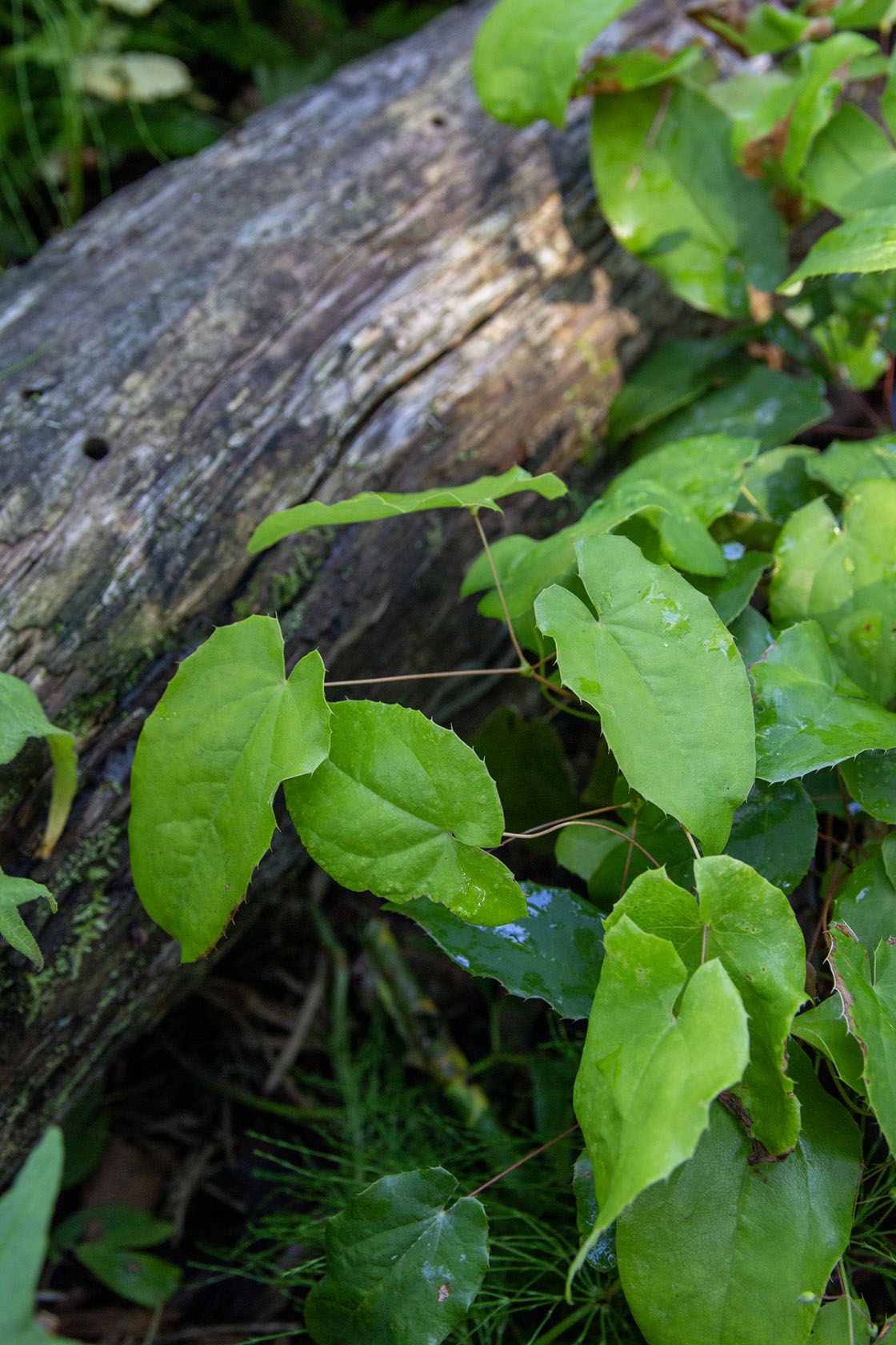 Varjohiippa 'Totnes Turbo' (Epimedium 'Totnes Turbo') - Photo by Verso Verde, All Rights Reserved
