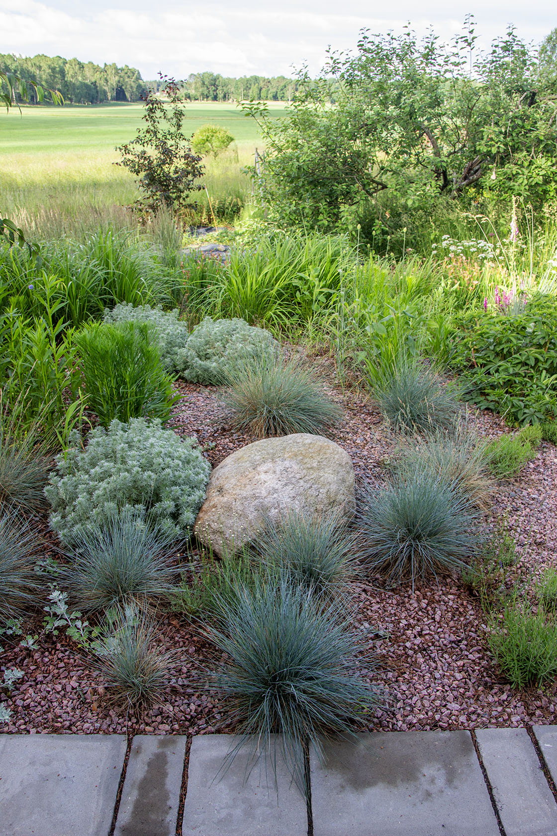 Sininata (Festuca glauca) - Photo by Verso Verde, All Rights Reserved