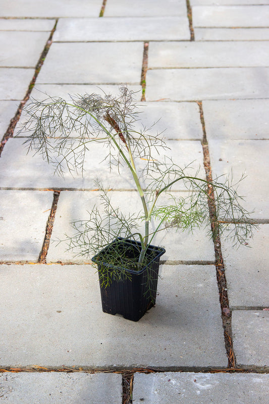 Pronssifenkoli 'Smokey' (Foeniculum vulgare 'Smokey') - Photo by Verso Verde, All Rights Reserved