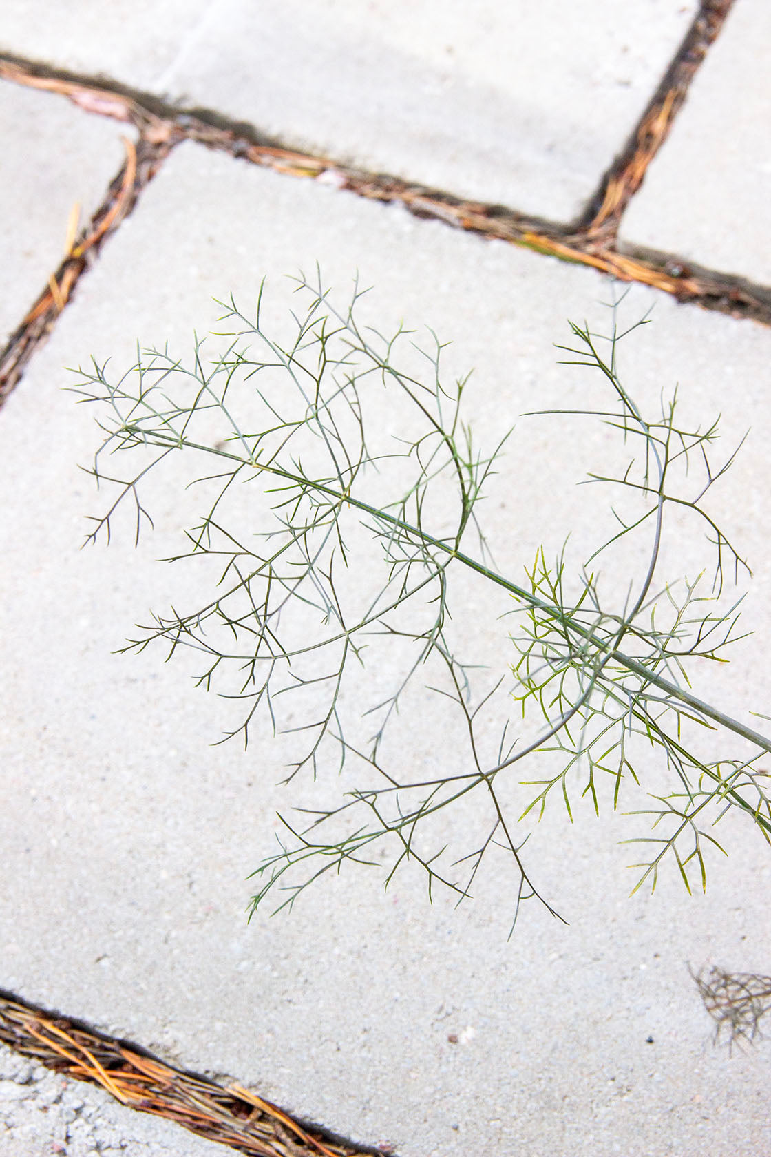Pronssifenkoli 'Smokey' (Foeniculum vulgare 'Smokey') - Photo by Verso Verde, All Rights Reserved