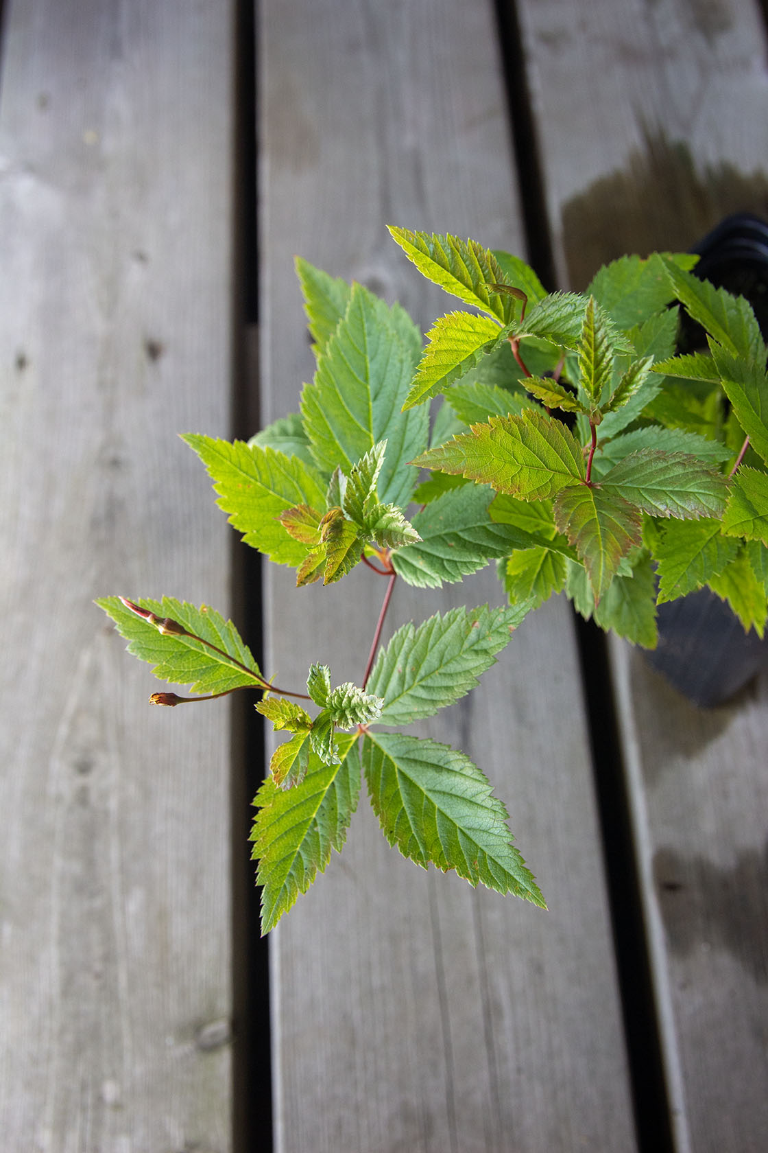 Enkeliperhoangervo (Gillenia trifoliata)- Photo by Verso Verde, All Rights Reserved