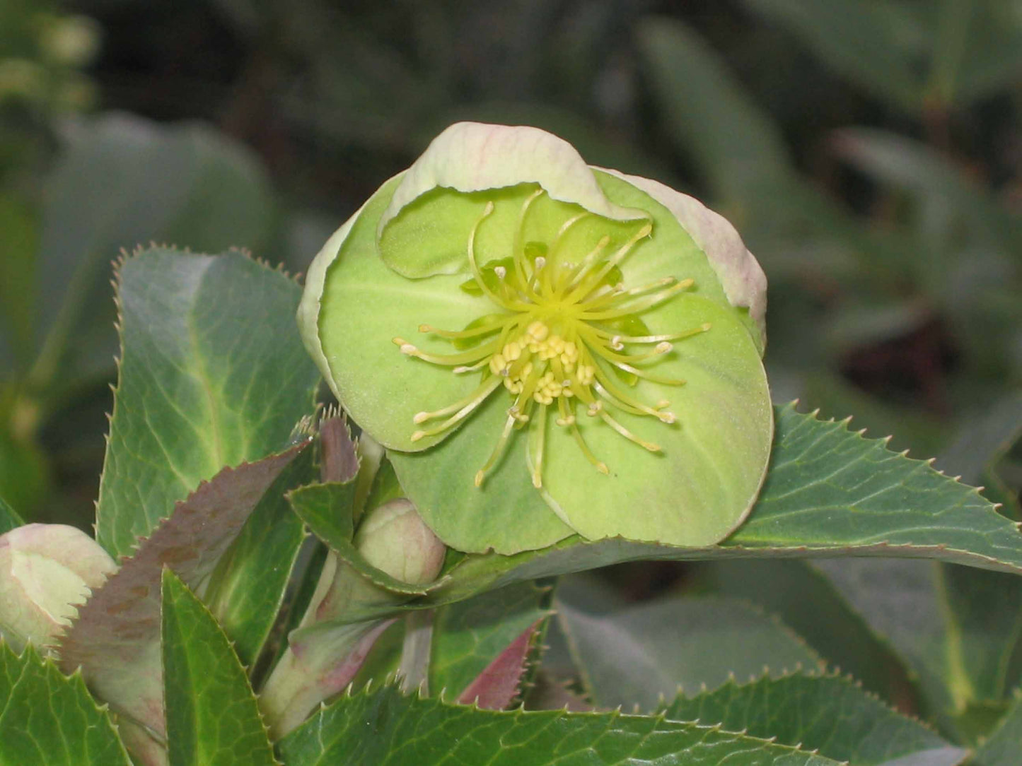 Helleborus Sternii - Photo by 阿橋 HQ, CC BY-SA 2.0