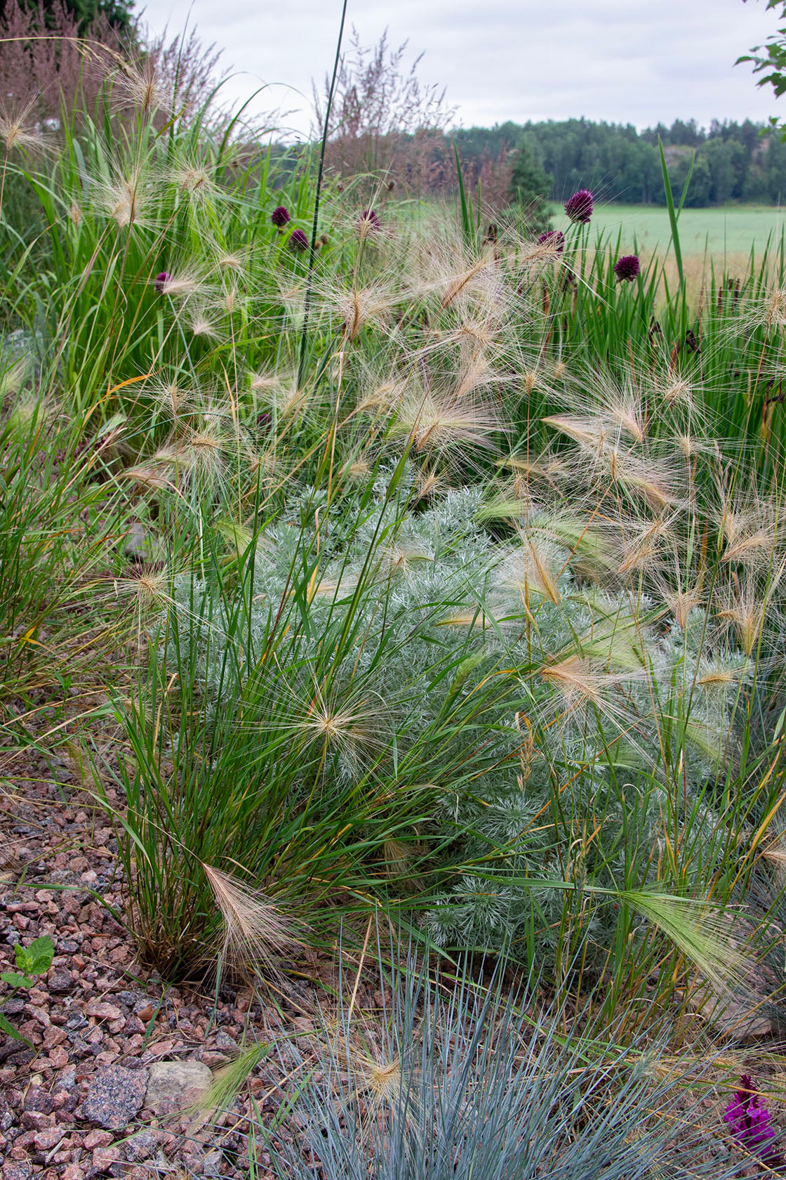 Partaohra (Hordeum jubatum) - Photo by Verso Verde, All Rights Reserved