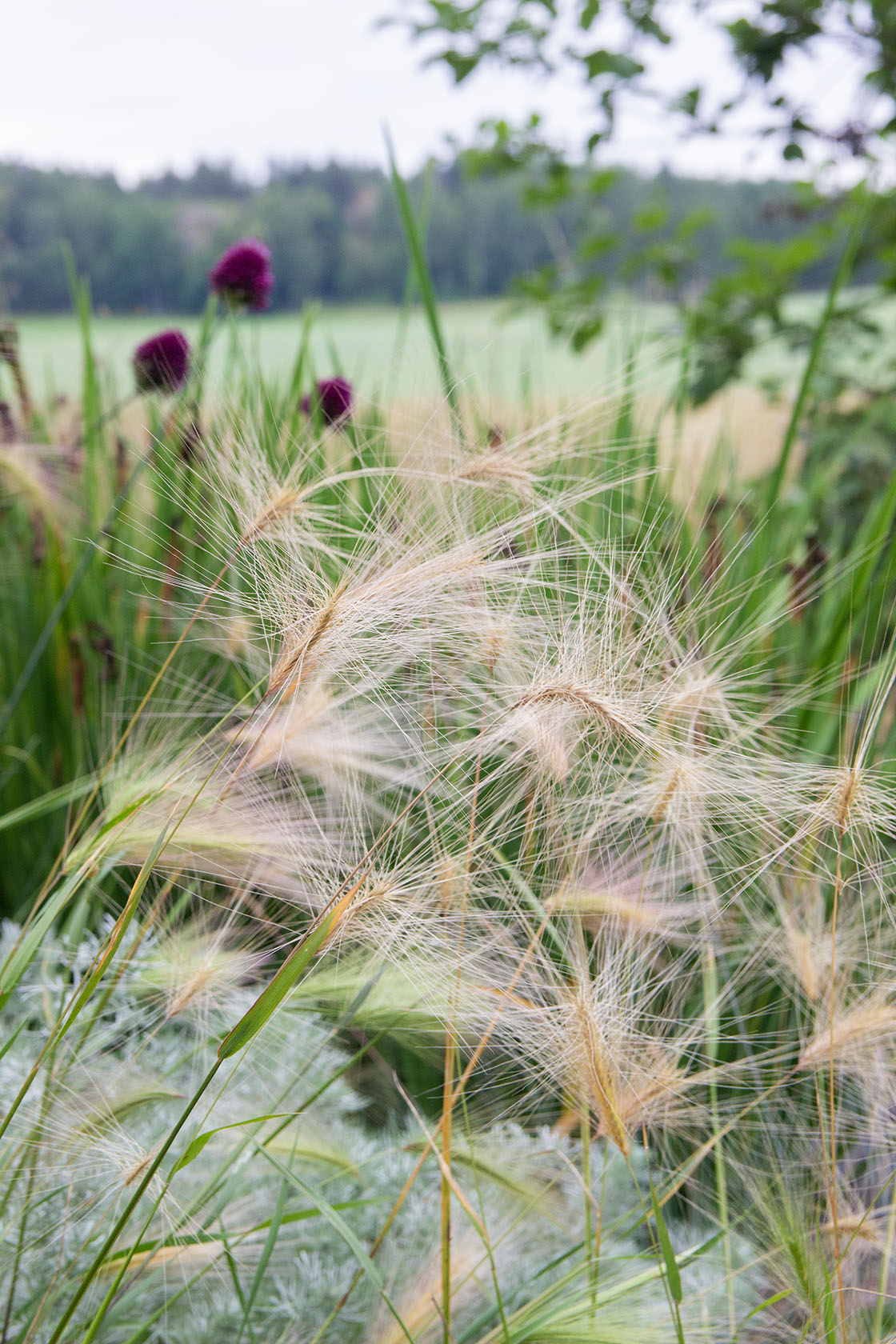 Partaohra (Hordeum jubatum) - Photo by Verso Verde, All Rights Reserved