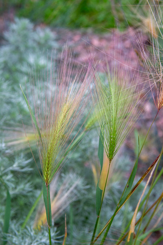 Partaohra (Hordeum jubatum) - Photo by Verso Verde, All Rights Reserved