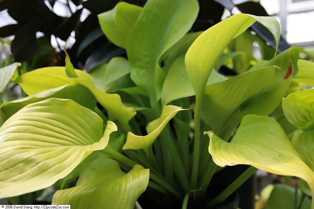 Hosta Sum And Substance - Photo by Photo by David J. Stang, CC BY-SA 4.0