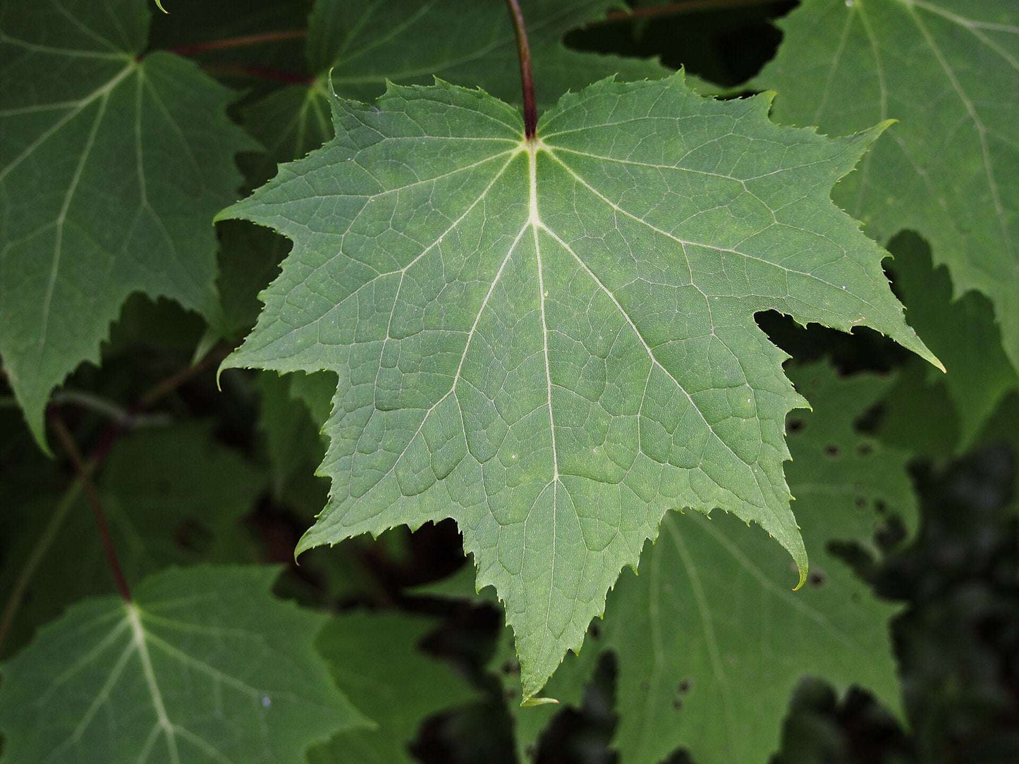 Kirengeshoma Palmata Black Style - Photo by Agnieszka Kwiecień, Nova, CC BY-SA 4.0