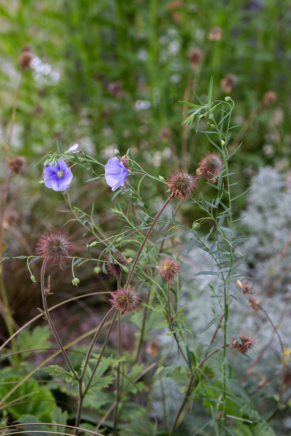 Sinipellava (Linum perenne) - Photo by Verso Verde, All Rights Reserved