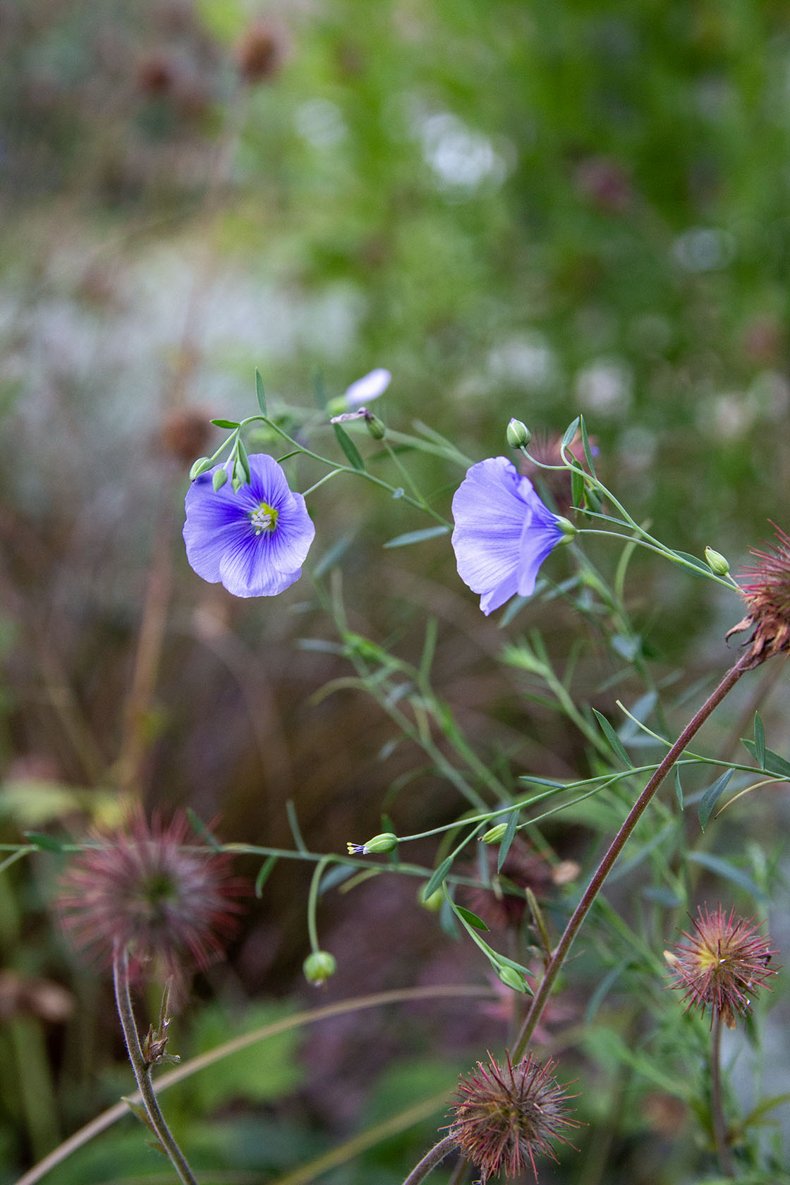 Sinipellava (Linum perenne) - Photo by Verso Verde, All Rights Reserved