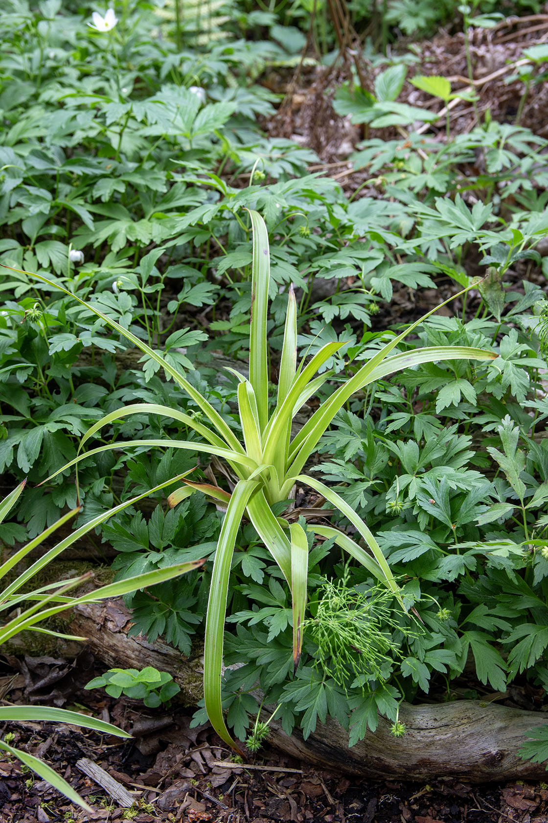 Luzula sylvatica marginata- Photo by Verso Verde, All Rights Reserved