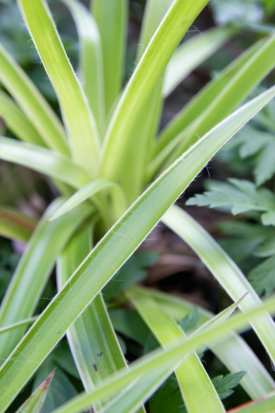 Luzula sylvatica marginata- Photo by Verso Verde, All Rights Reserved