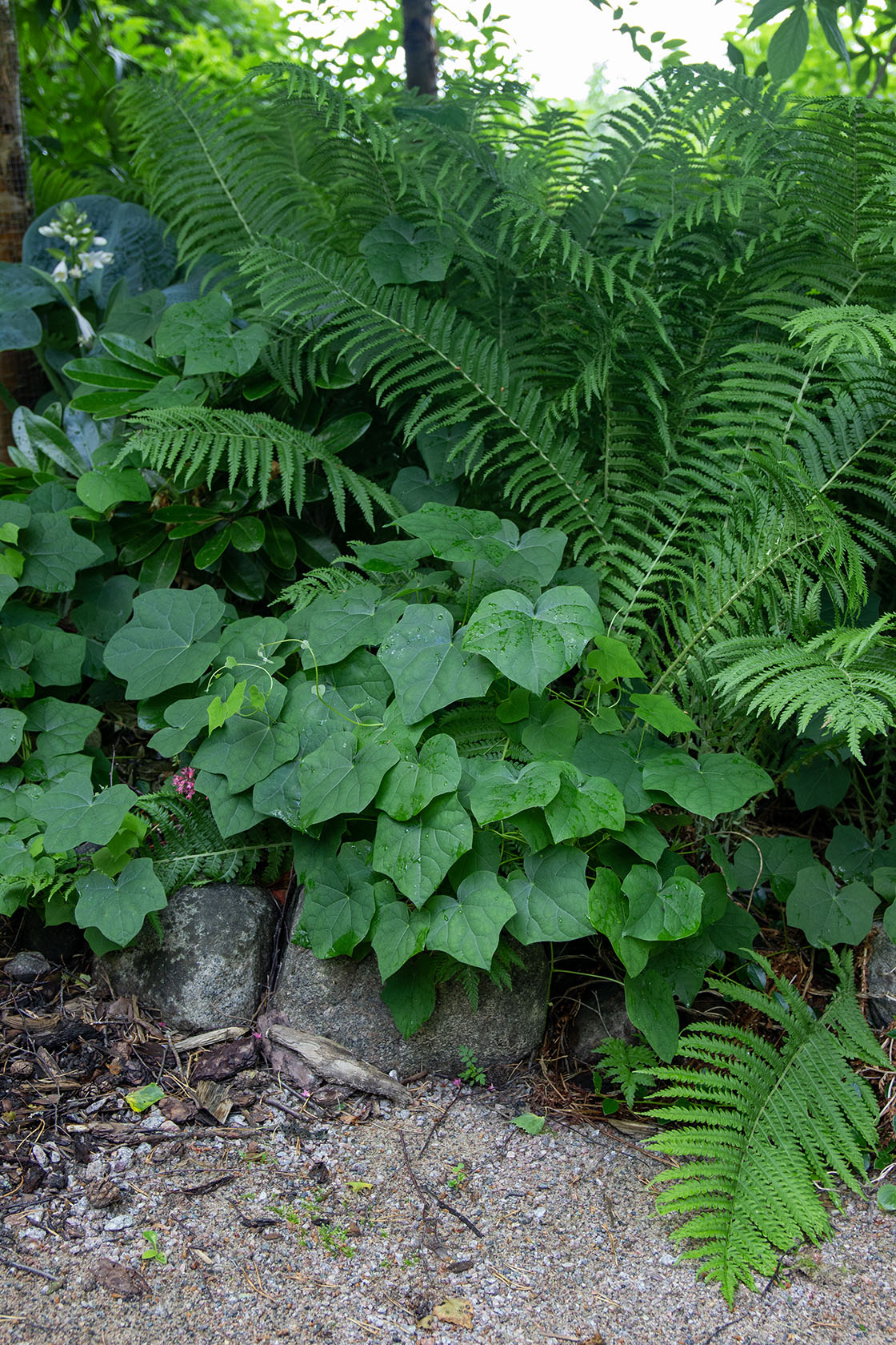 Aasiankilpikierto (Menispermum dauricum) - Photo by Verso Verde, All Rights Reserved