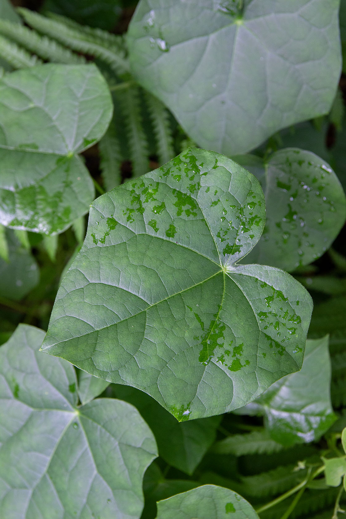 Aasiankilpikierto (Menispermum dauricum) - Photo by Verso Verde, All Rights Reserved