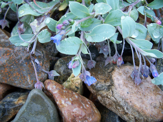 Merenrantahalikka (Mertensia maritima) - Photo by CatherineK via iNaturalist, CC BY-SA 4.0