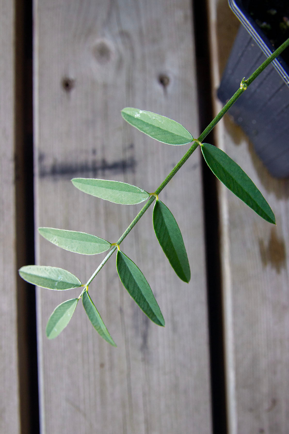 Esparsetti (Onobrychis viciifolia)- Photo by Verso Verde, All Rights Reserved