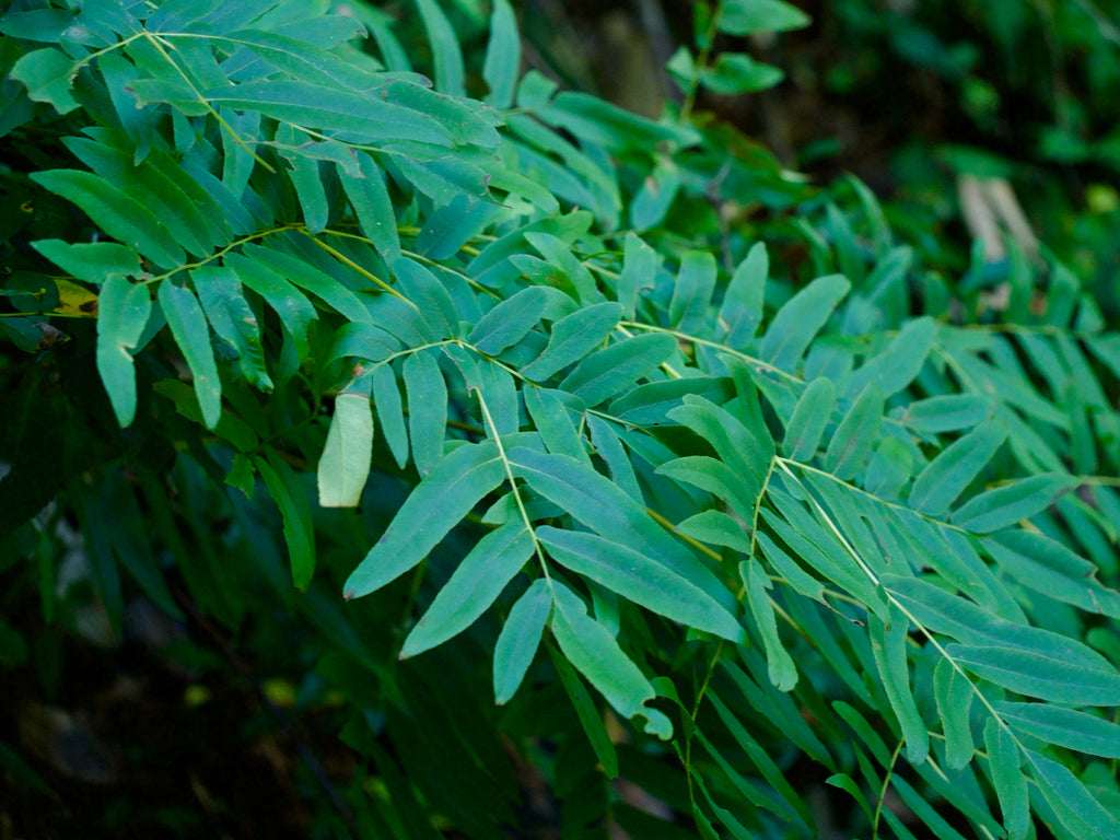 Osmunda Japonica - Photo by りなべる, CC BY 4.0